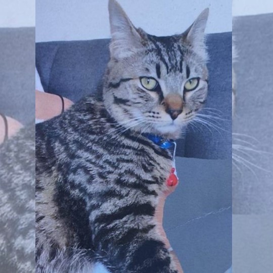 Lucky DSH lost 25 jan